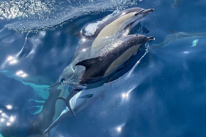 La Herradura: Sailboat with a view of dolphins-Shared - Sailing from La Herradura into the natural park