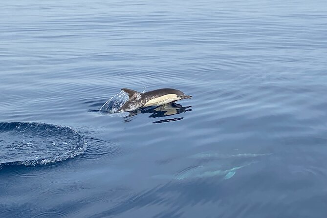La Herradura: Sailboat with a view of dolphins-Shared - What Captain Alberto adds
