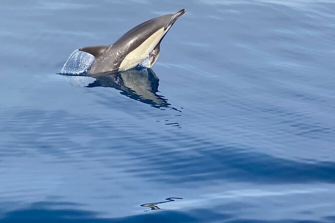 La Herradura: Sailboat with a view of dolphins-Shared - Looking for dolphins without false promises