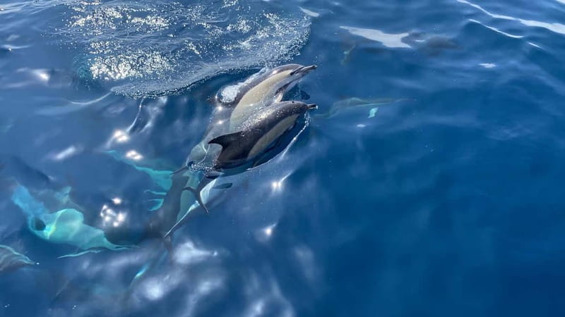 La Herradura: Sailing with a view of dolphins - Key points at a glance