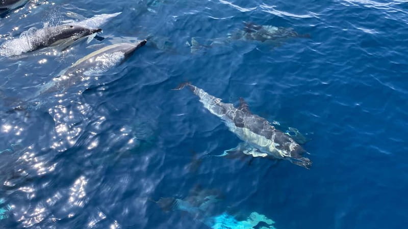 La Herradura: Sailing with a view of dolphins - Anchoring for swimming, snorkeling, and paddleboarding