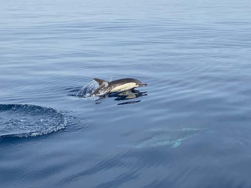 La Herradura: Sailing with a view of dolphins - Practical details before you book