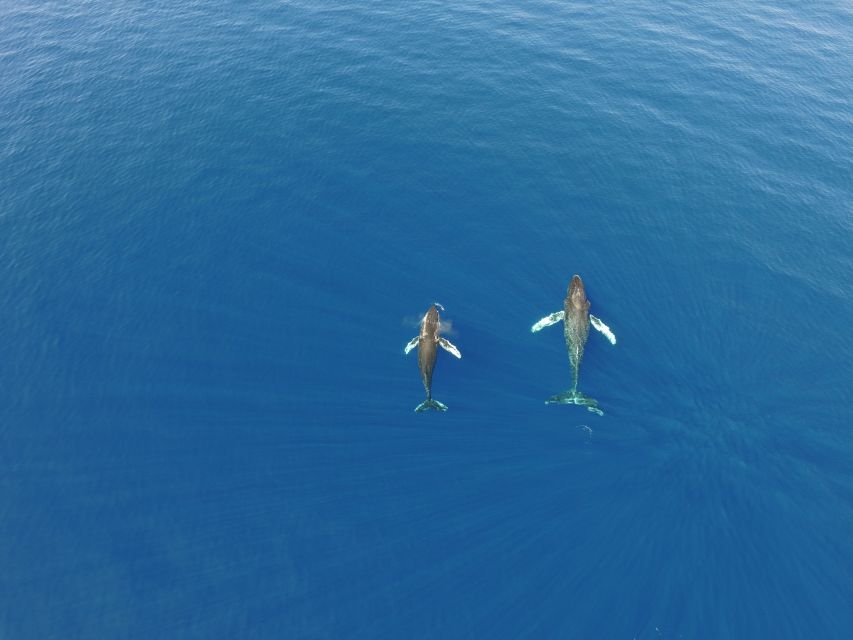 Lahaina: Private Sunset Sailing Trip & West Maui Mountains - Meeting the crew at Whalers Village