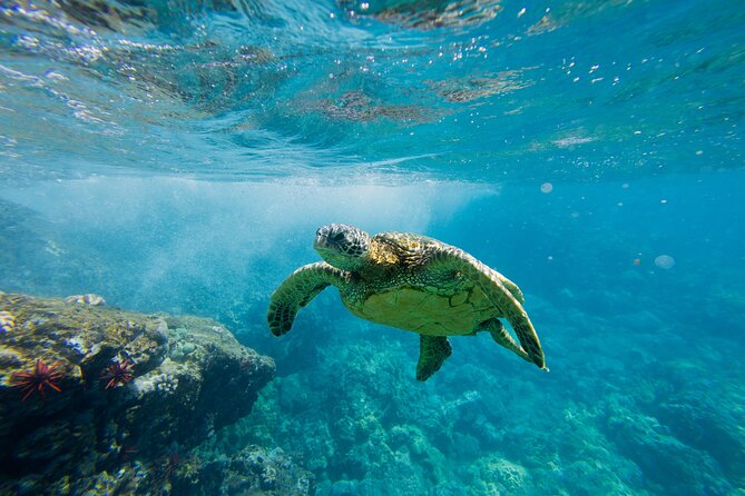 Lāna'i Coast Snorkel and Sail - Key points to know before booking