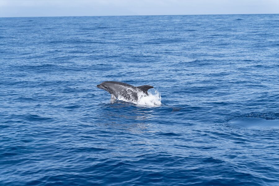 Los Gigantes: Sailing Excursion with Swimming, Drink & Tapas - Setting out from Puerto de Los Gigantes