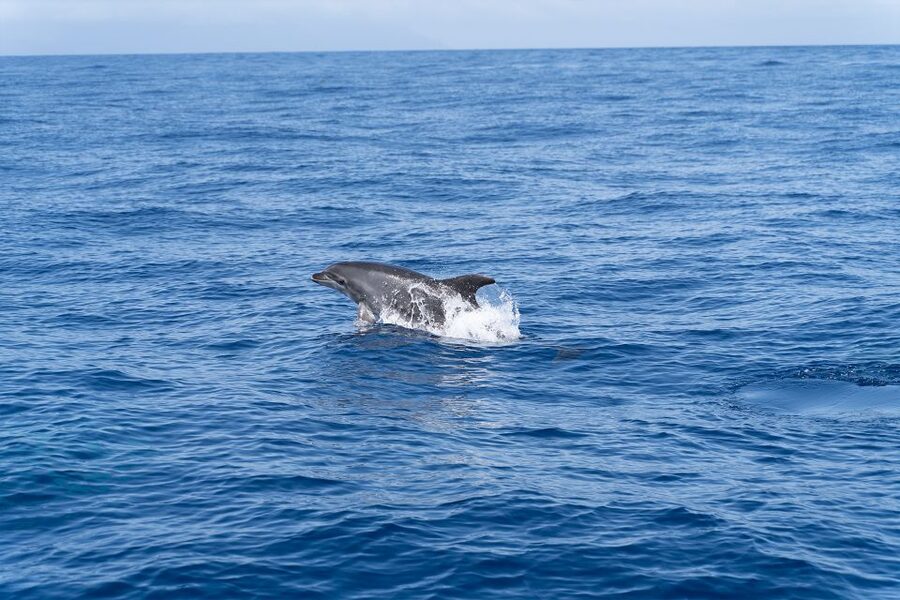 Los Gigantes: Sailing Excursion with Swimming, Drink & Tapas - Booking details that matter