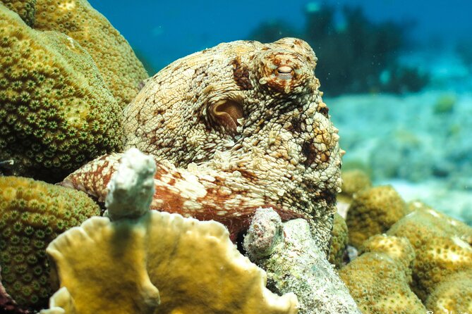 Luxury snorkel trip on a spacious wooden schooner and local lunch - Lunch from the Captain’s Kitchen