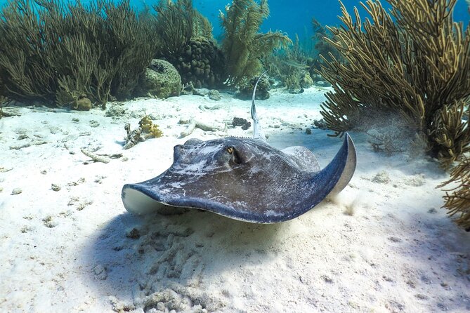 Luxury snorkel trip on a spacious wooden schooner and local lunch - Who Will Enjoy Lady Bellais Most?