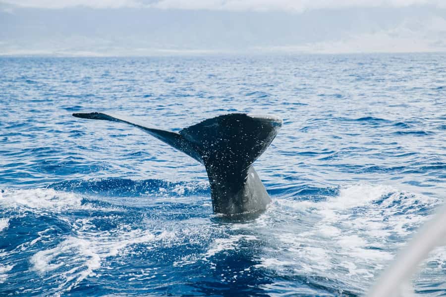 Maalaea: West Maui Snorkeling & Sailing Day Trip with Lunch - When wind changes the Lanai plan