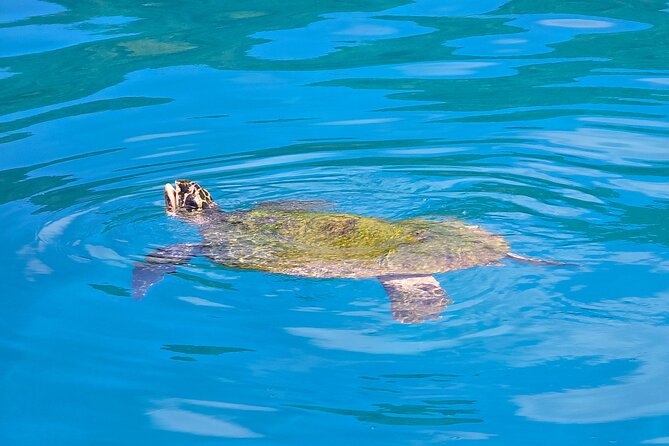 Major Tom -Sailing Day Cruise, with Snorkeling, Lunch & More! - Who will enjoy this trip most