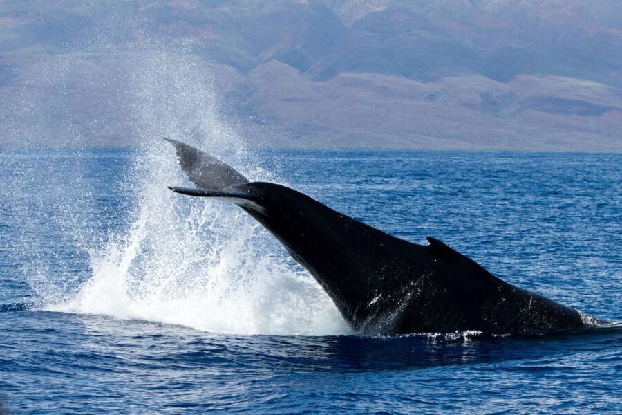 Maui: Deluxe Whale Watch Sail & Lunch from Ma<code>alaea Harbor – Key details before you sail’ /></p>
<ul>
<li><strong>Whale sightings are guaranteed:</strong> If you do not see whales, you can take another whale watch of equal or lesser value within one year.</li>
<li><strong>The hydrophone brings the ocean closer:</strong> You may hear humpback songs beneath the boat, an experience your camera cannot capture.</li>
<li><strong>Lunch is designed for a moving boat:</strong> Sliders, fruit, salads, hummus, bruschetta, chips, and brownies are served with soft drinks, juice, and water.</li>
<li><strong>Kids have their own learning program:</strong> The Jr. Naturalist Program gives children a family-friendly way to follow the science.</li>
<li><strong>Check-in takes place 45 minutes early:</strong> Meet at the Pacific Whale Foundation Ocean Store in the Harbor Shops beside the Maui Ocean Center Aquarium.</li>
<li><strong>The trip supports conservation:</strong> Pacific Whale Foundation uses cruise income for ocean research, education, and advocacy.</li>
</ul>
<h2>Setting out from Maalaea Harbor</h2>
<p><img width="853" height="640" decoding="async" src=