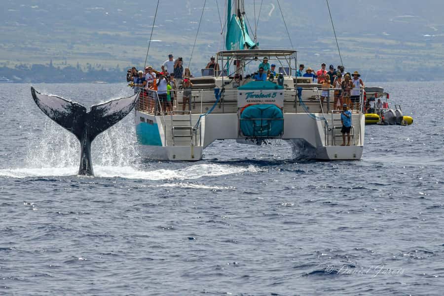 Maui: Ka'anapali Whale Watching Cruise on Luxury Sailboat - Hearing whale songs through the hydrophone