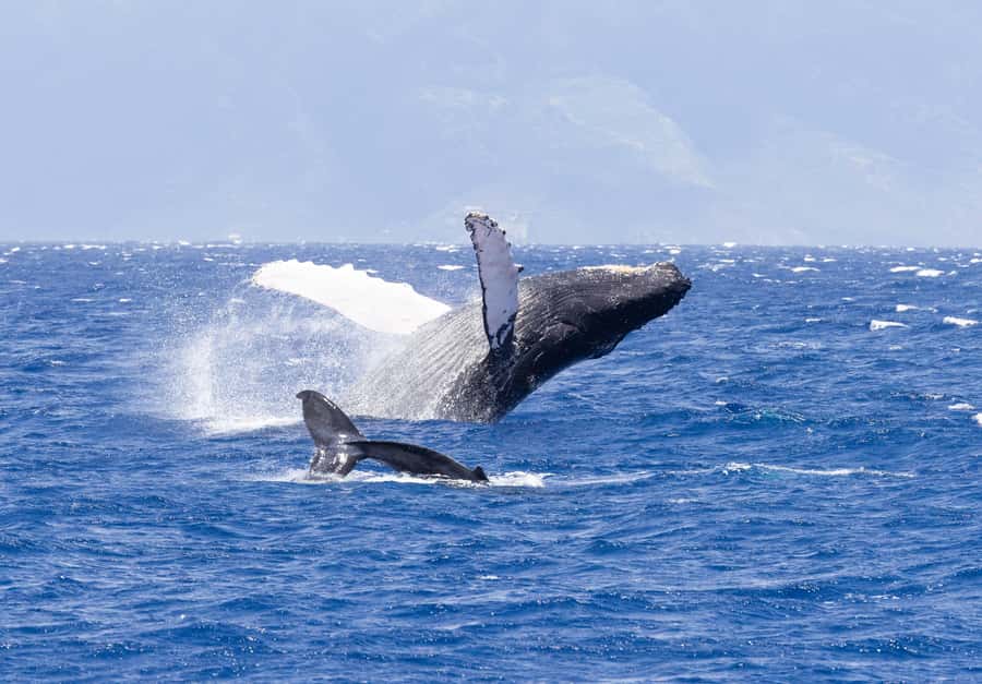 Maui: Ka'anapali Whale Watching Cruise on Luxury Sailboat - Watching North Pacific humpback whales near Maui