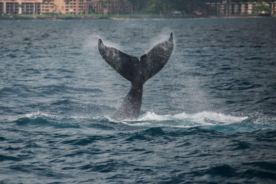 Maui: Luxury Catamaran Whale Watch & Sail - Should you book the Alii Nui whale watch?