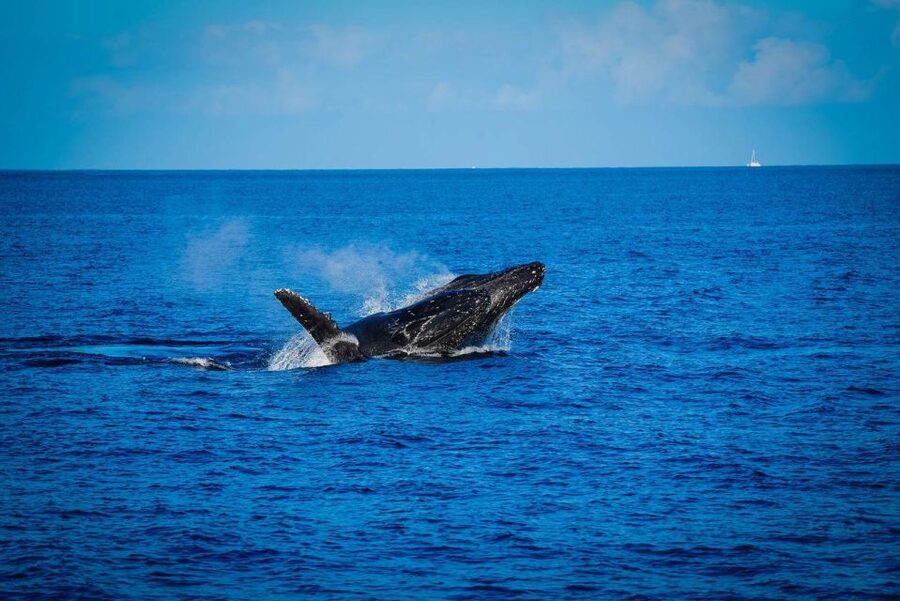 Maui: Luxury Catamaran Whale Watch & Sail - Why this Maui whale watch works so well