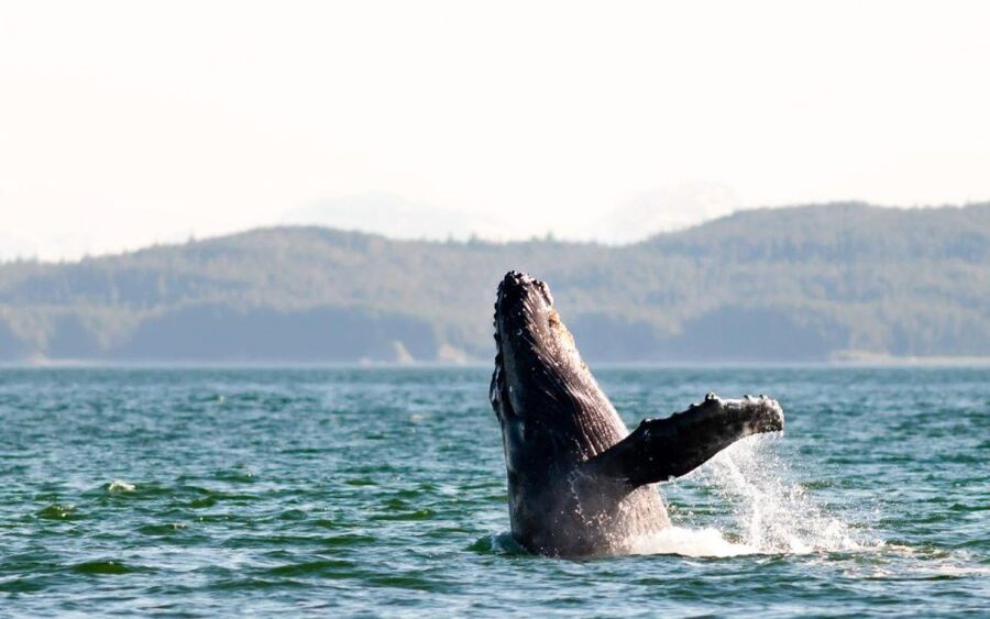 Maui: Luxury Catamaran Whale Watch & Sail - Two hours devoted to humpback whales