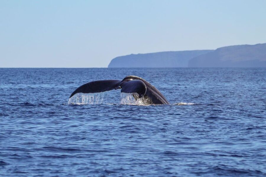 Maui: Luxury Catamaran Whale Watch & Sail - Food, drinks, and the value of the $119 fare