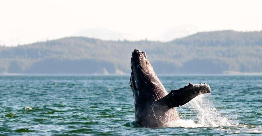 Maui: Luxury Catamaran Whale Watch & Sail - Comfort details that matter on the water