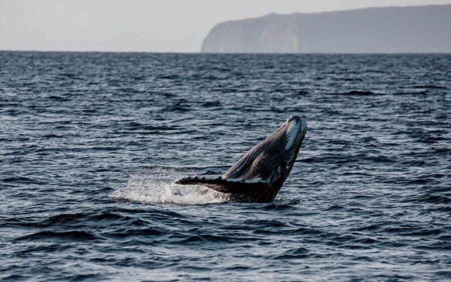 Maui: Luxury Catamaran Whale Watch & Sail - Who will enjoy this cruise most