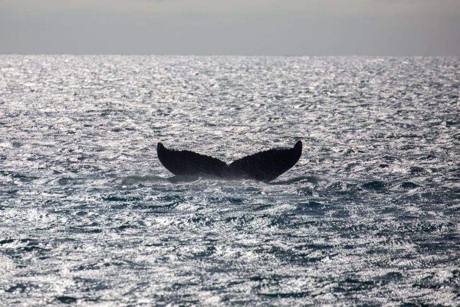 Maui: Luxury Catamaran Whale Watch & Sail - Booking, cancellation, and a smart planning tip