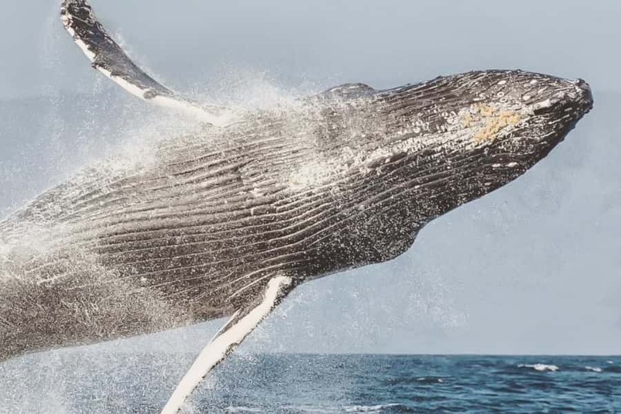 Maui: Midday Sail with the Whales Māʻalaea Harbor - Quick points to know