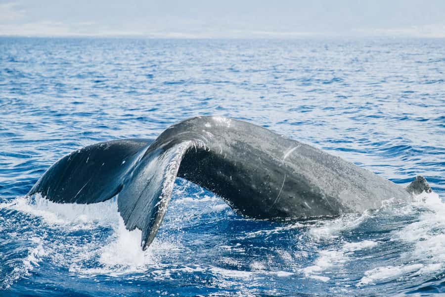 Maui: Midday Sail with the Whales Māʻalaea Harbor - Setting out from Slip 72 at Māʻalaea Harbor