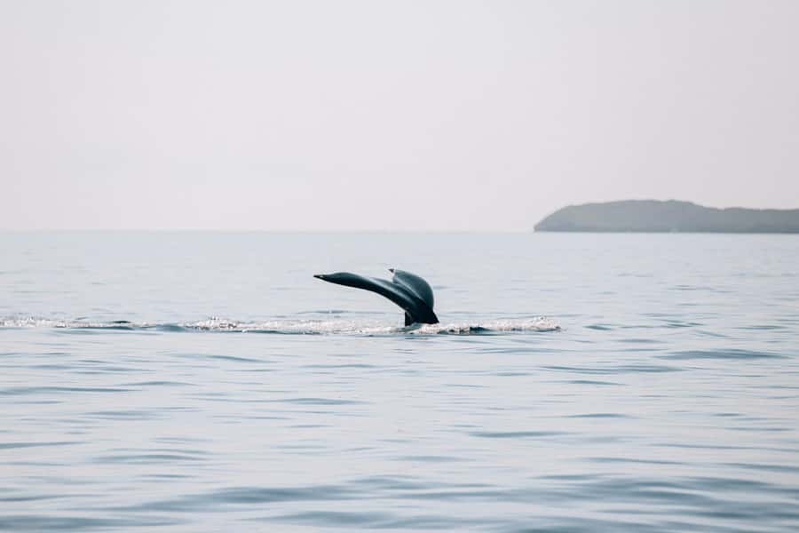 Maui: Midday Sail with the Whales Māʻalaea Harbor - Food, drinks, and the $92 price