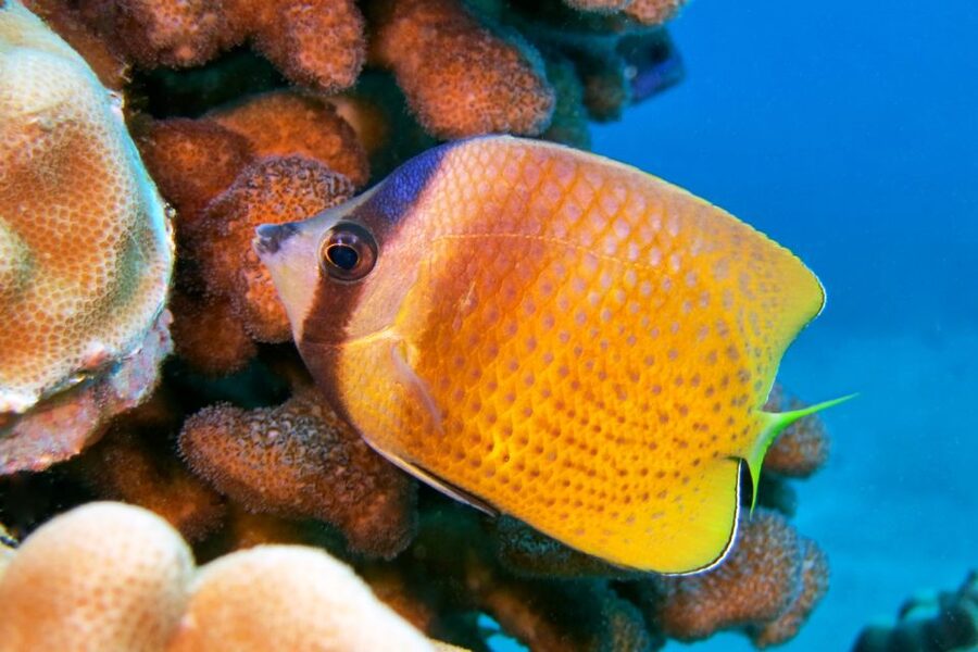 Maui: Molokini Snorkel and Performance Sail with Lunch - Whale watching from December through May