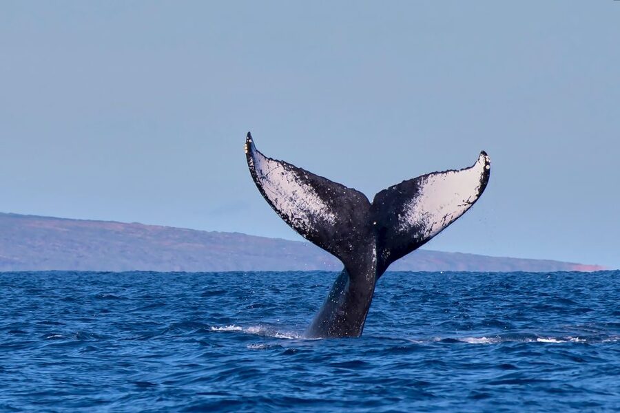 Maui: Molokini Snorkel and Performance Sail with Lunch - Who should book this Molokini trip?