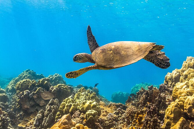 Maui Snorkel and Sunset Sail - Dinner, drinks, and the sunset sail home