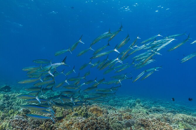 Maui Snorkel and Sunset Sail - Is the $127.68 price fair?