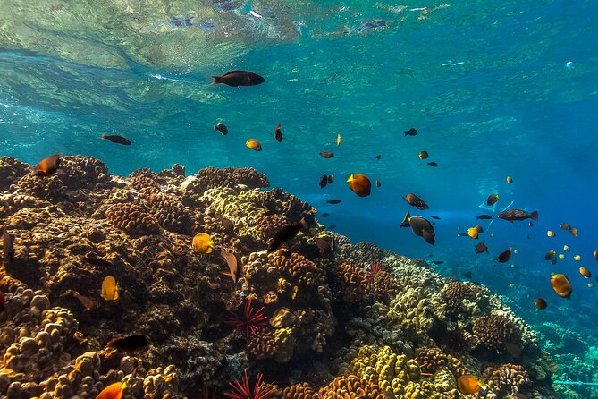Maui Snorkel and Sunset Sail - Who should book this Maui outing?