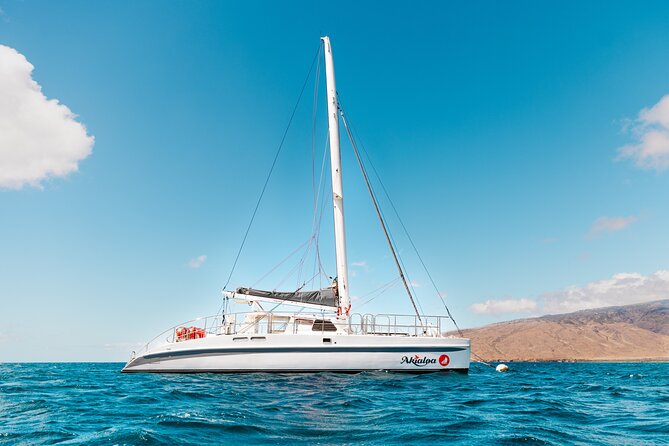 Midday Whale Watch: Mā’alaea Harbor - Who will enjoy this outing most?