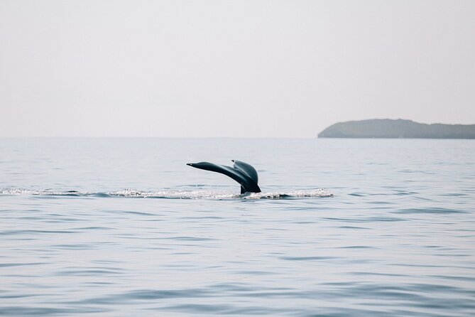 Midday Whale Watch: Mā’alaea Harbor - Booking, cancellations, and weather plans