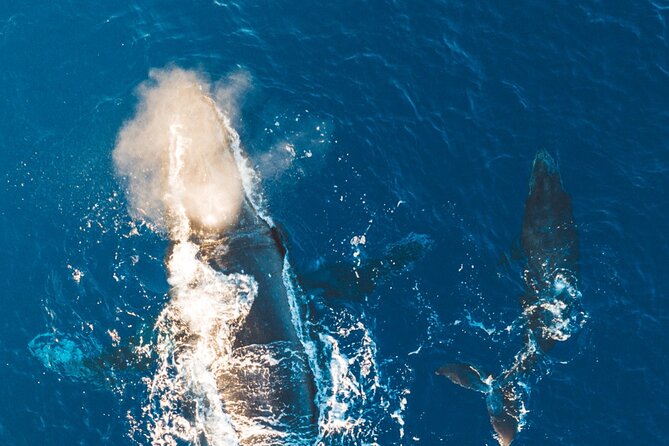 Midmorning Whale Watch from Lahaina Harbor - Who will enjoy this Lahaina whale watch?