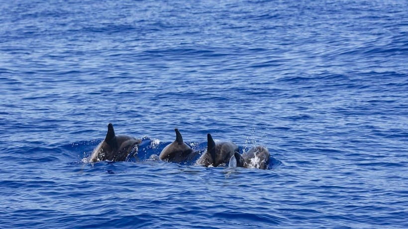 Mirissa: Sunset Catamaran Sailing Boat Tour with Dinner - Key points before you book