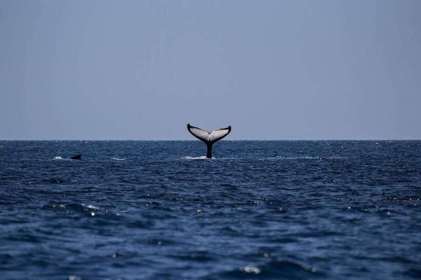 Mirissa: Sunset Catamaran Sailing Boat Tour with Dinner - Wildlife watching without a promise of whales