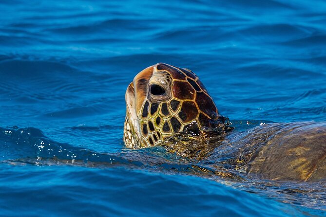 Moana’s Waikīkī Grand Guided Turtle Snorkel & Sailing Adventure - Returning along the Waikīkī coast