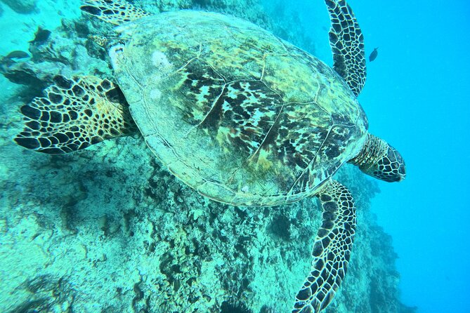 Moana’s Waikīkī Grand Guided Turtle Snorkel & Sailing Adventure - Is $76.49 a fair price?