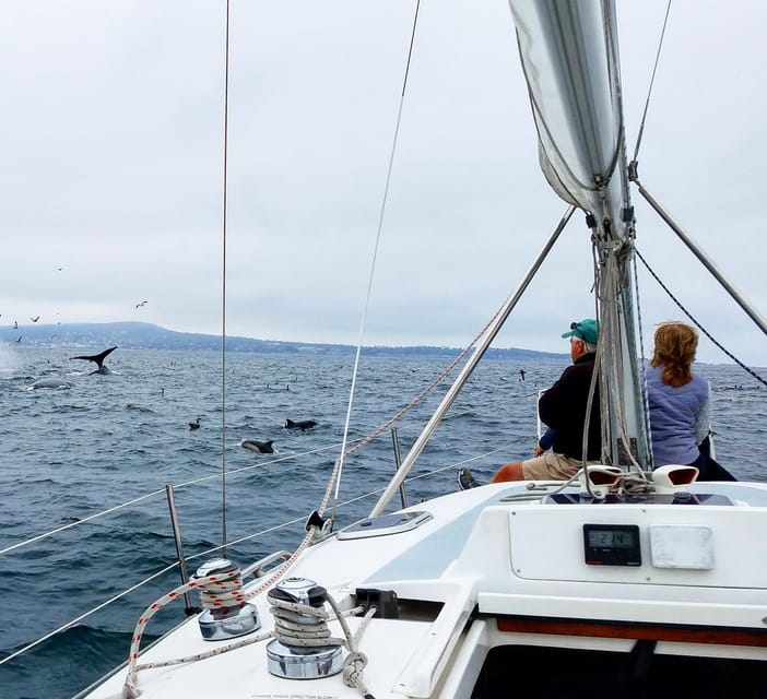 Monterey: Private Whale Watching/Sailing Tour for 6 - Who will get the most from this sailing