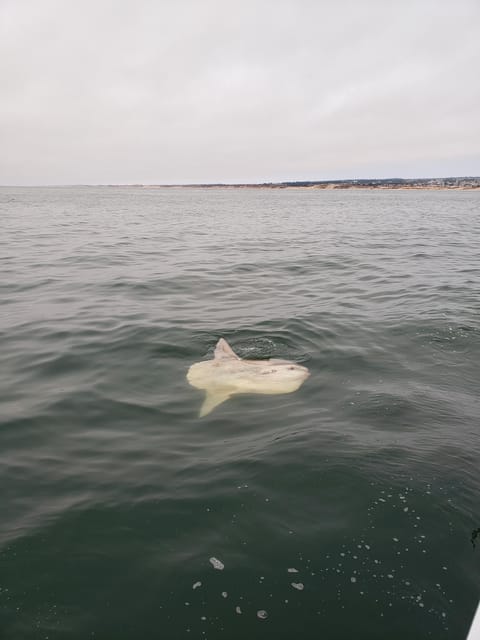 Monterey: Private Whale Watching/Sailing Tour for 6 - Included drinks and simple snacks