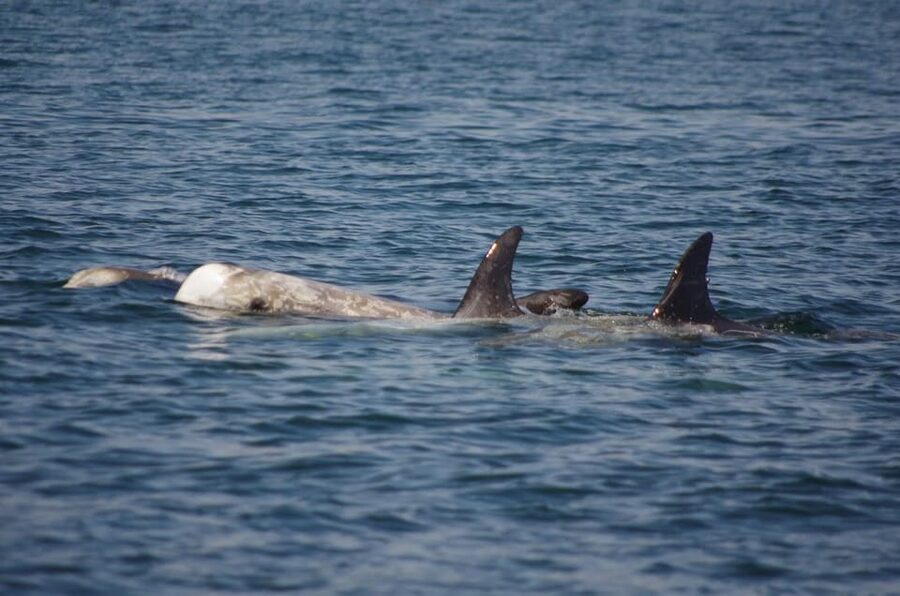 Monterey: Private Whale Watching/Sailing Tour for 6 - Timing, comfort, and the morning schedule