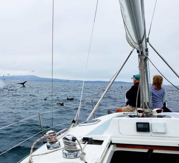 Monterey: Private Whale Watching/Sailing Tour for 6 - Cancellation and booking flexibility