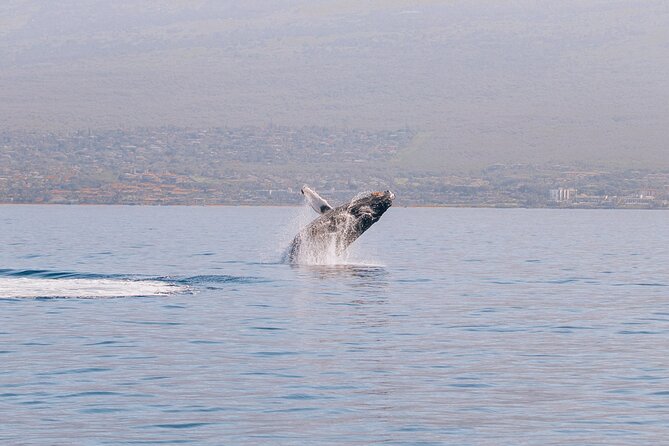 Morning Whale Watch: Lahaina Harbor - What the Boat Size Means for You