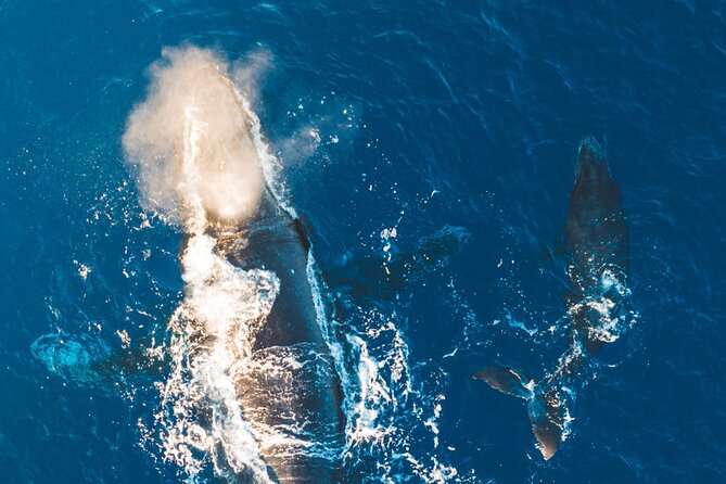 Morning Whale Watch: Lahaina Harbor - Is $100.22 a Fair Price?