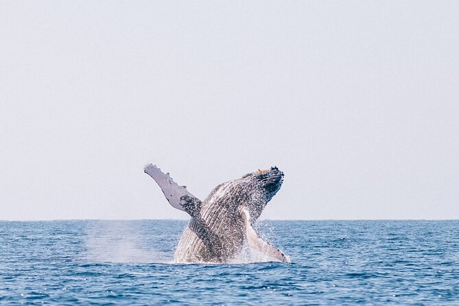 Morning Whale Watch: Lahaina Harbor - Who Will Like This Morning Trip