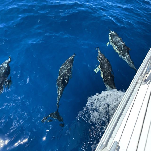 Morro Jable: Sailing Boat Excursion with Food and Drinks - Looking for dolphins and whales