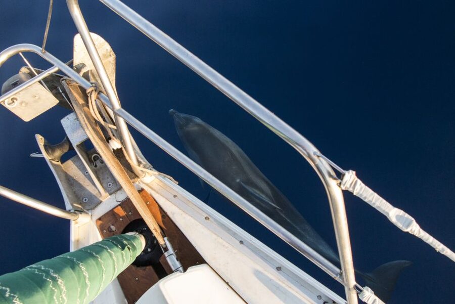 Naxos: Full-Day Small Cyclades Sailing Cruise - Food, drinks, and the value of the $165 price