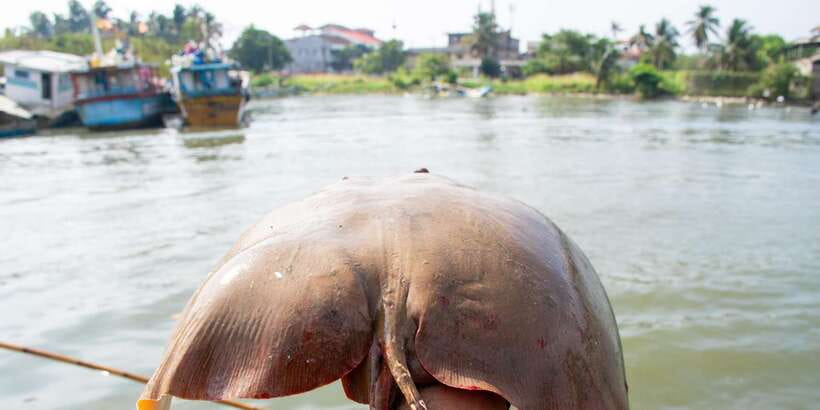 Negombo: Catamaran Sailing with Traditional Fishermen - Practical Tips for a Better Outing