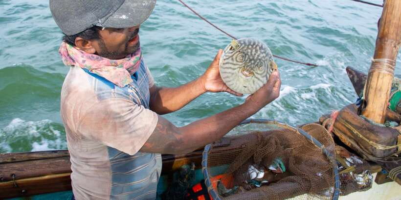 Negombo: Catamaran Sailing with Traditional Fishermen - Two Hours on the Indian Ocean
